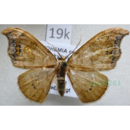 Sabra harpagula (Esper, 1786) male Wycinka puginałówka Czech19k